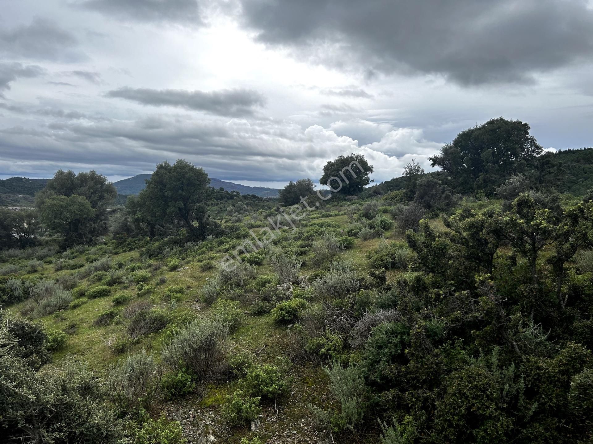 Doğanın Kalbinde, Göl Manzarasına Uyanacağınız 12 Dönüm Zeytinlik - Görsel 31