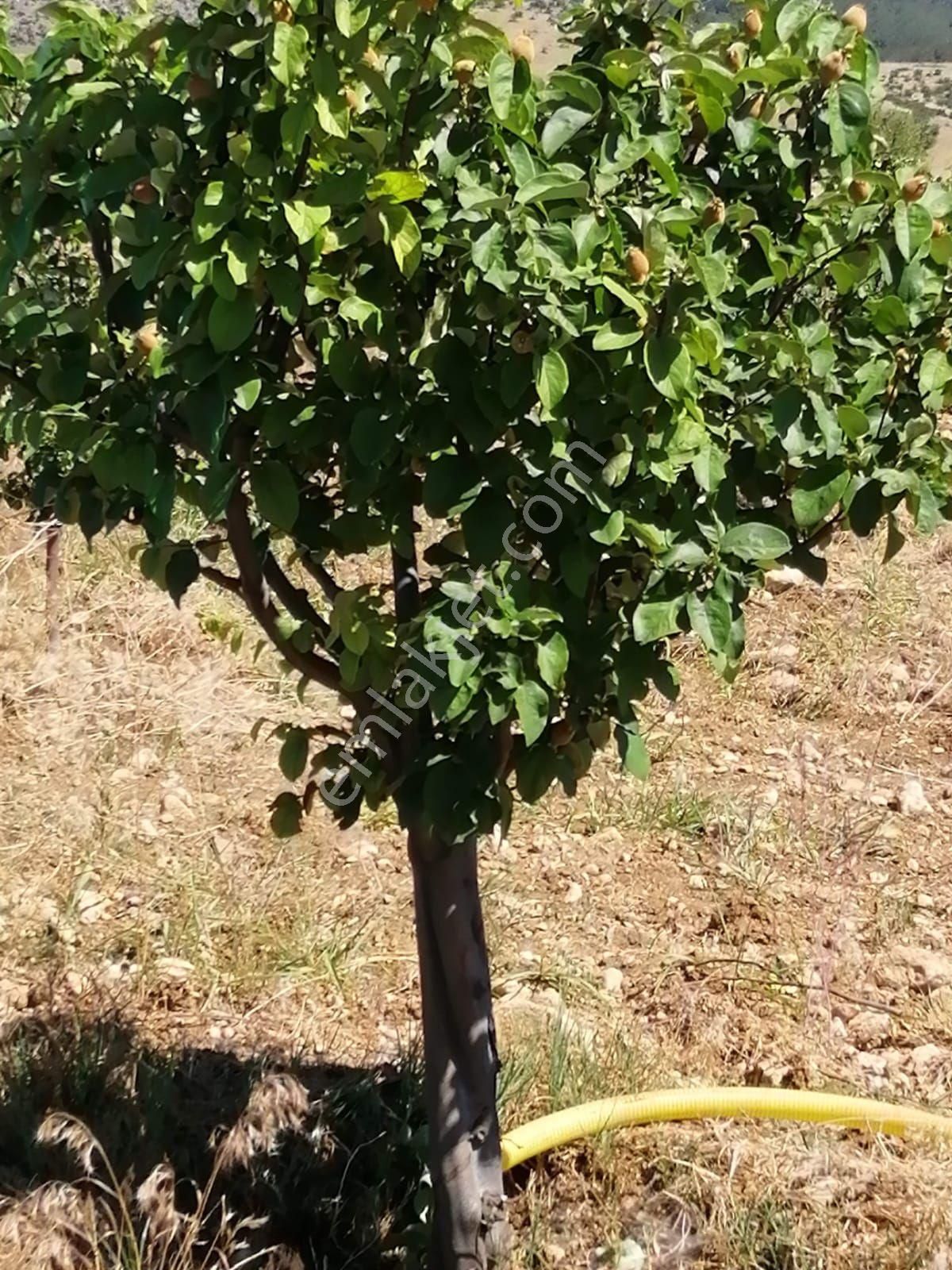 Baklan Hadım Mevkiinde Ayva Bahçesi