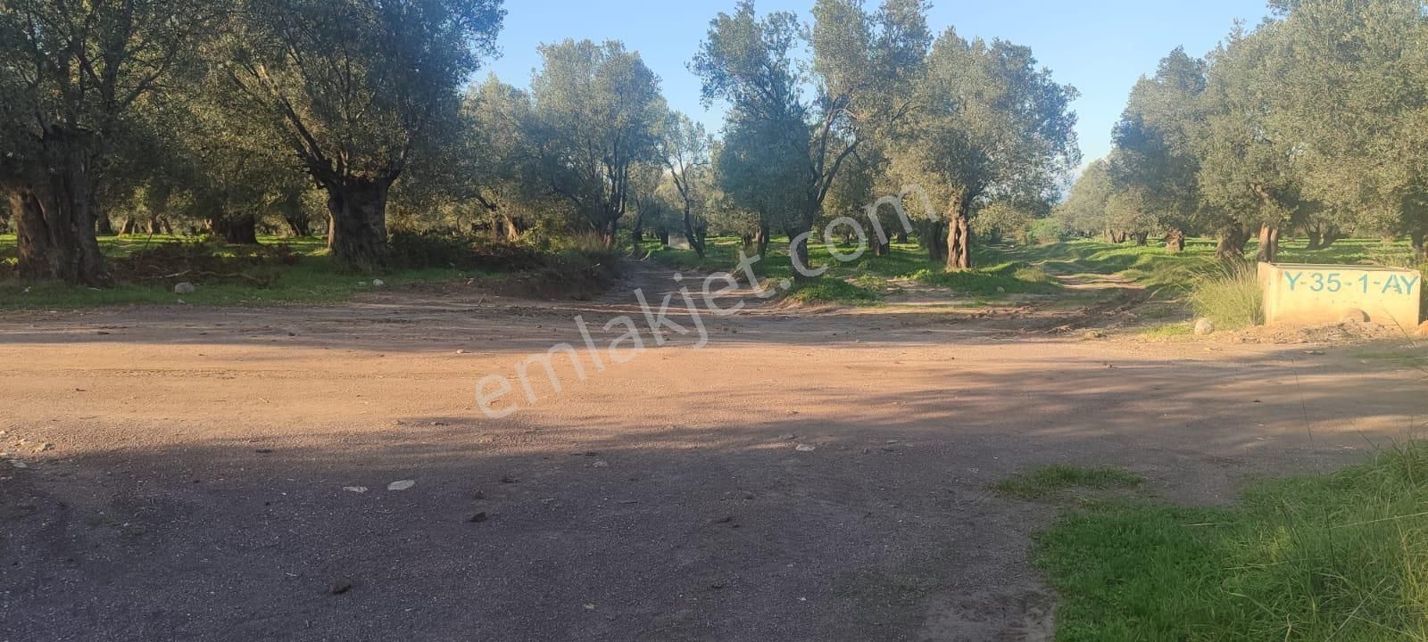 Ayvalık Gazikemalpaşa’da 8.917 M² Zeytinlik – Yatırımlık Kaçırılmaz Fırsat - Görsel 7