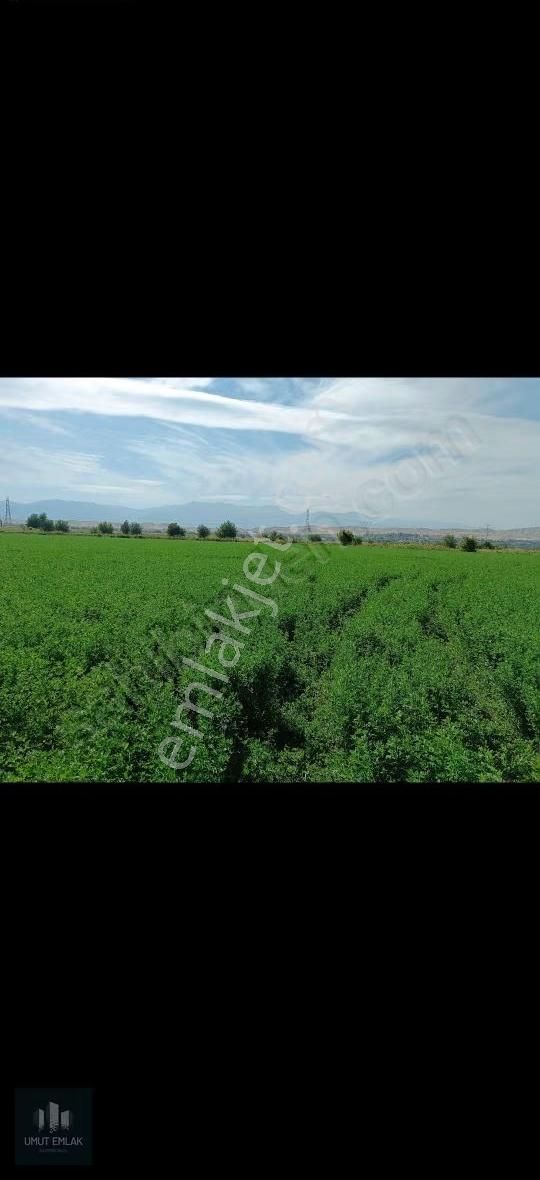 Pamukkale Korucukta Verimli Arazi - Görsel 2