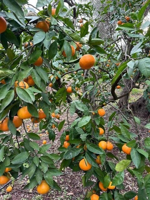 Seferihisar Payamlıda 2540 M2 Satılık Bahçe - Görsel 12