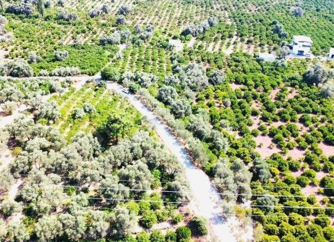 Seferihisar Payamlıda 2540 M2 Satılık Bahçe