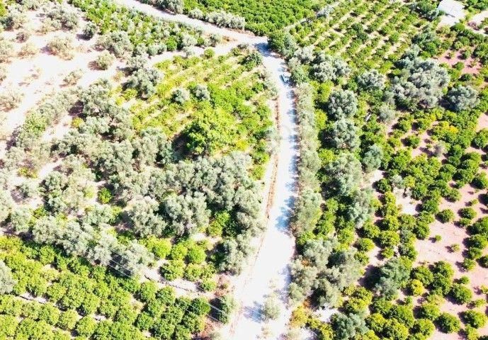 Seferihisar Payamlıda 2540 M2 Satılık Bahçe - Görsel 13