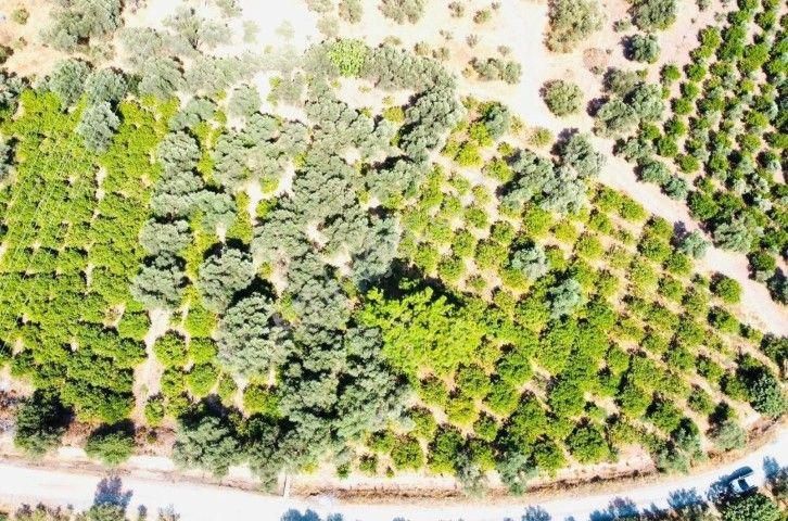 Seferihisar Payamlıda 2540 M2 Satılık Bahçe - Görsel 2