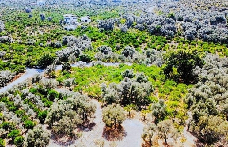 Seferihisar Payamlıda 2540 M2 Satılık Bahçe - Görsel 7