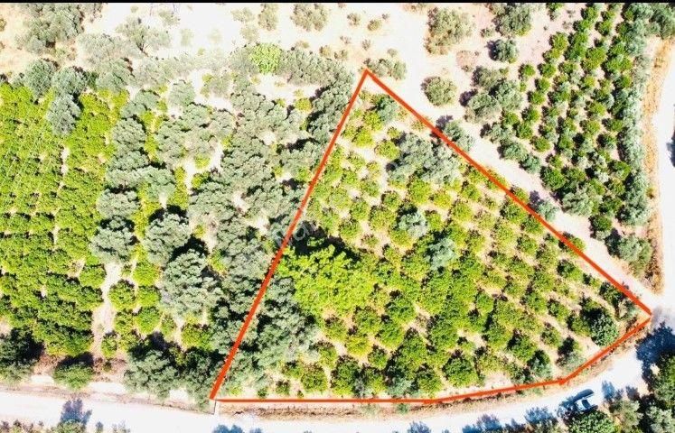 Seferihisar Payamlıda 2540 M2 Satılık Bahçe - Görsel 5