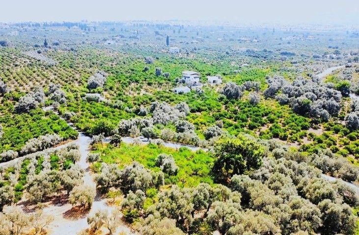 Seferihisar Payamlıda 2540 M2 Satılık Bahçe - Görsel 11