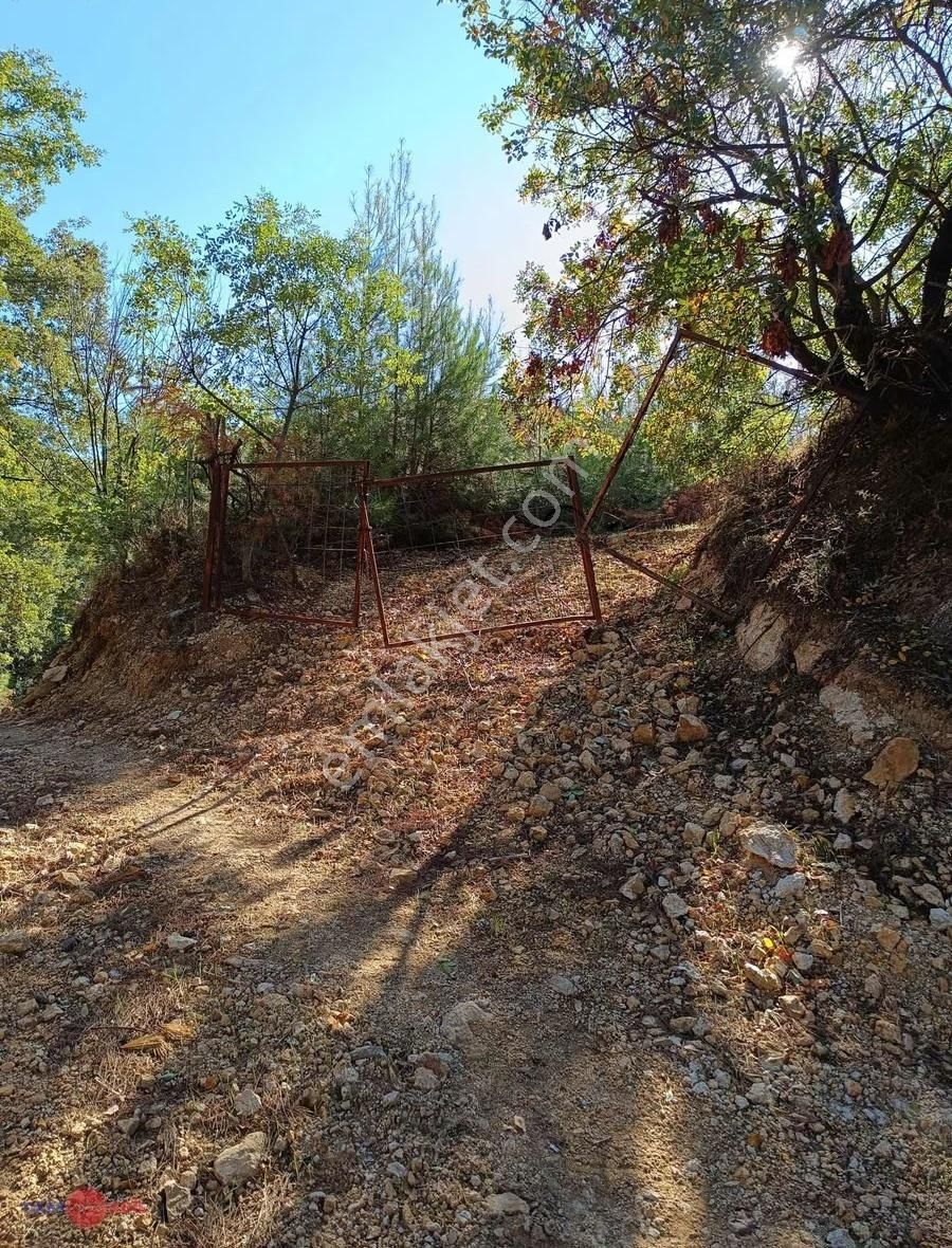 Satılık Köy Civarı Zeytinli Tarla - Görsel 15