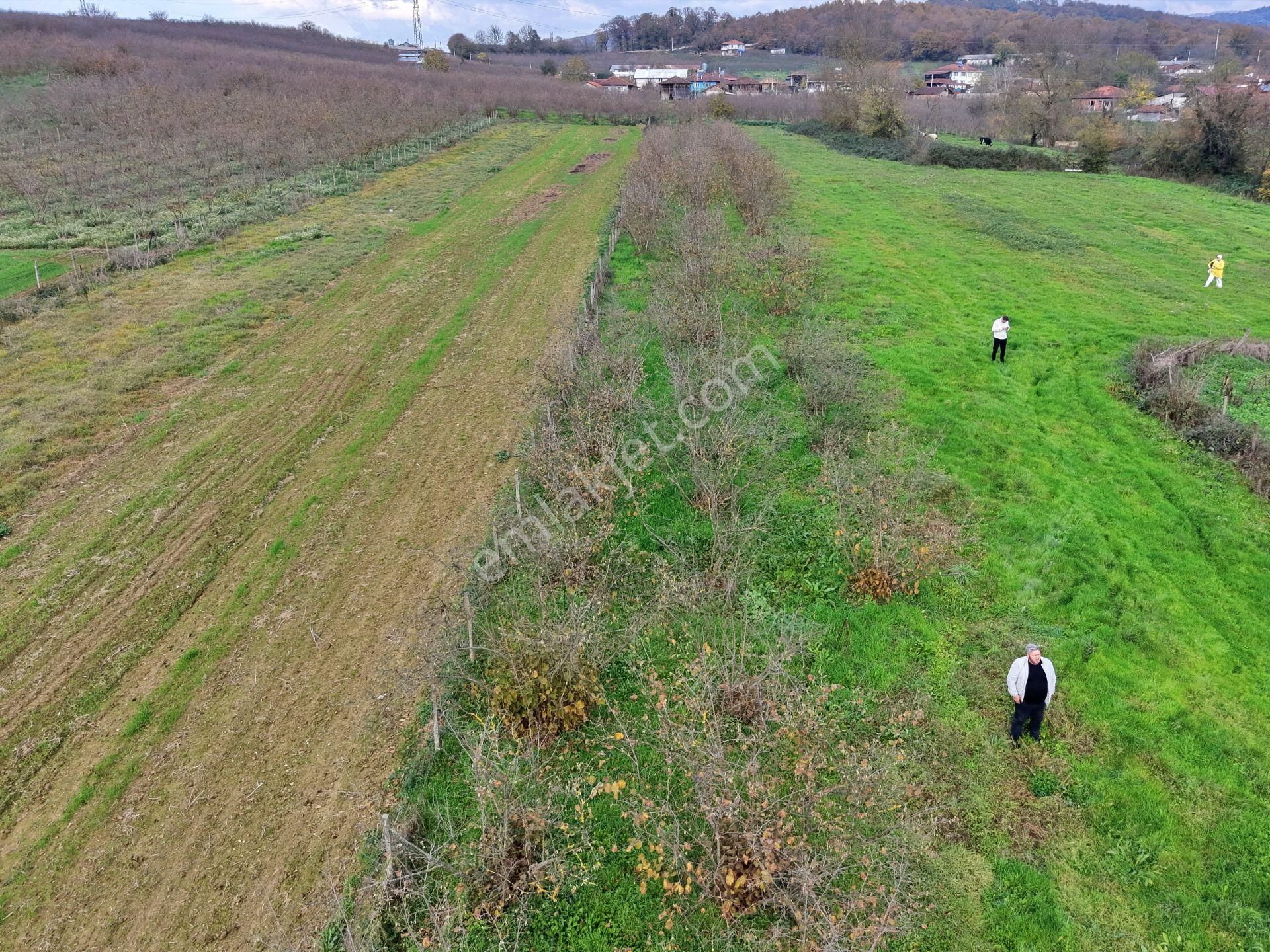 Emlak Evim - Hallaç Mahallesinde 884 M² Köy İçi Satılık Tarla - Görsel 3