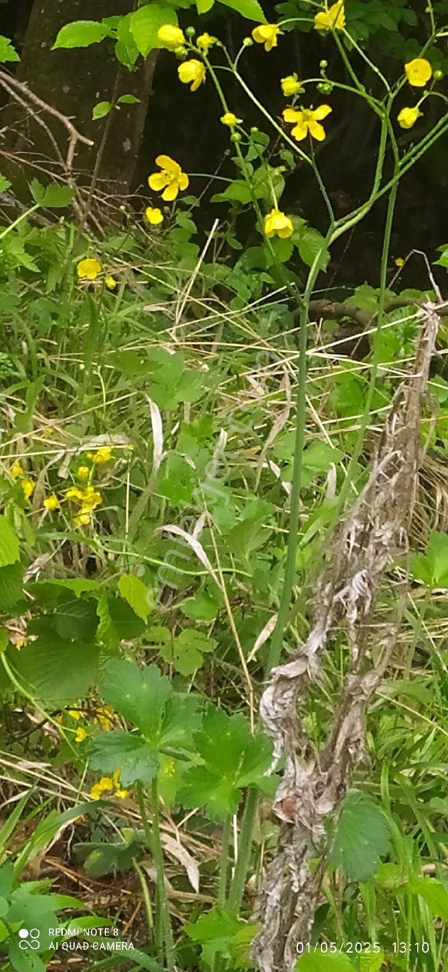 İnegöl Sülüklü Göl - Görsel 4