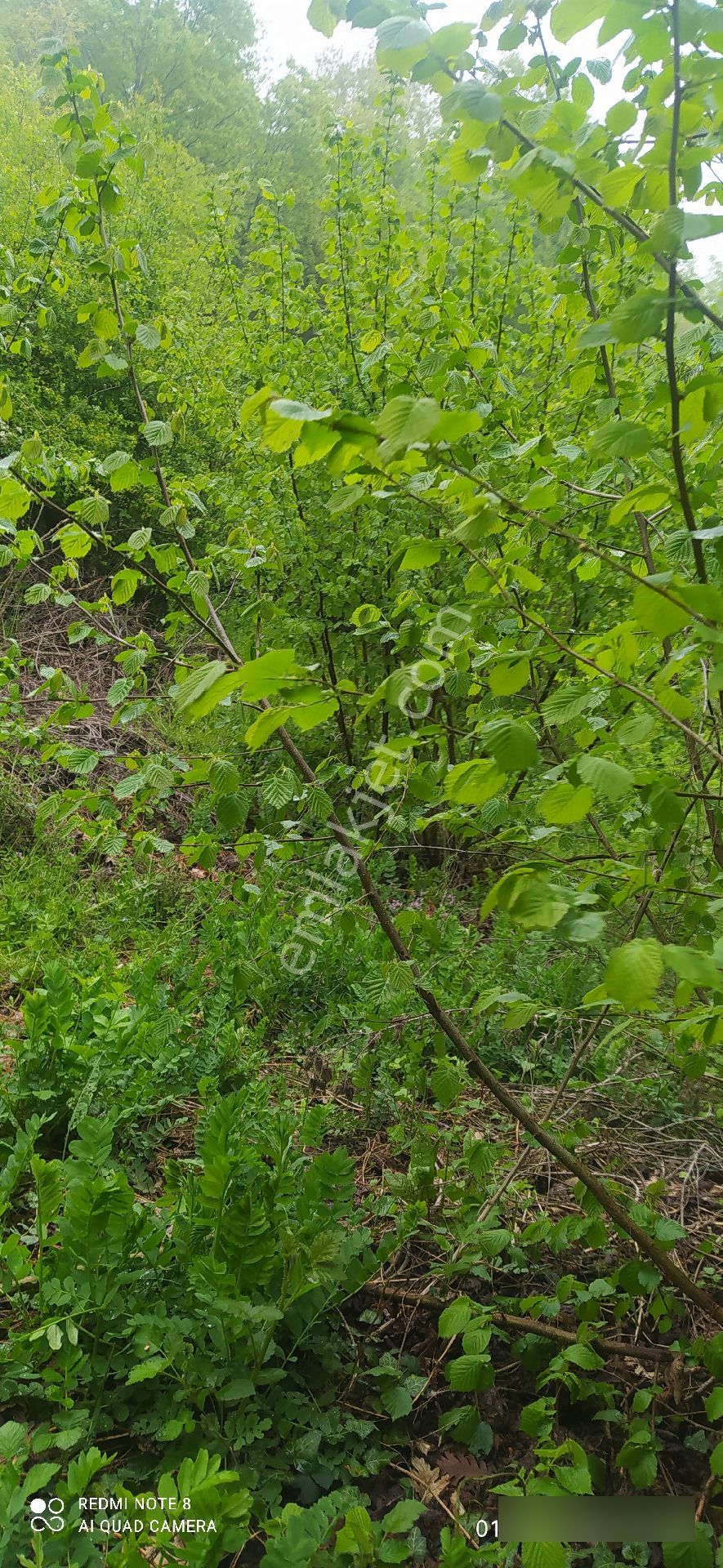 İnegöl Sülüklü Göl - Görsel 2