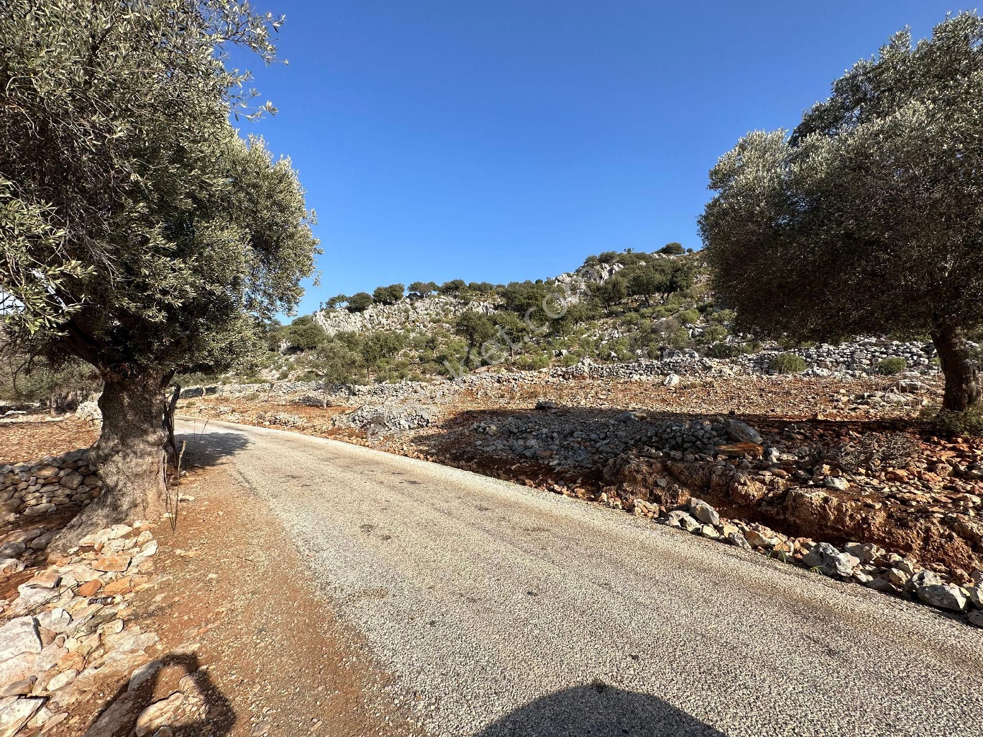 Joker: Marmaris Taşlıca Denize 750 Metre Yakınlıkta Kıymetli Konumda Tarla - Görsel 5