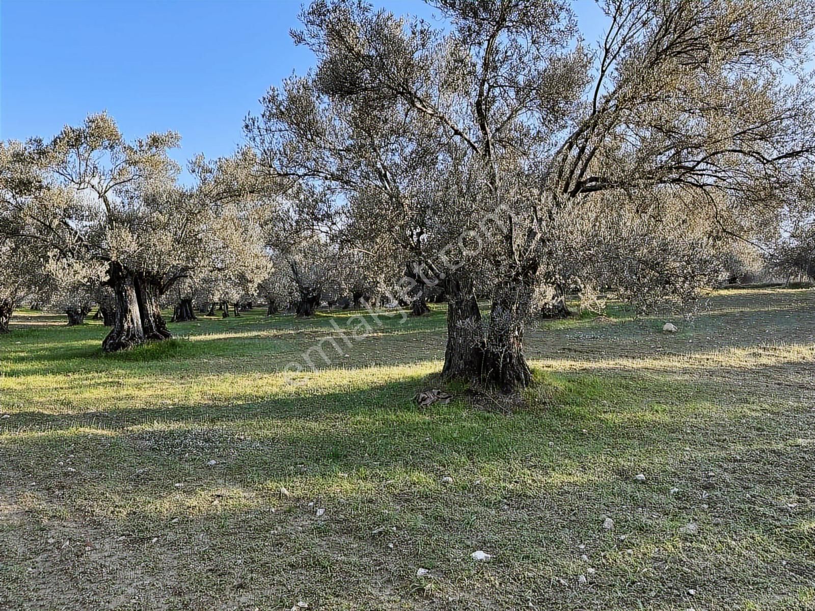 Merkeze Yakın Kadastro Yola Cephe 1800 M2 Harika Zeytinlik - Görsel 7