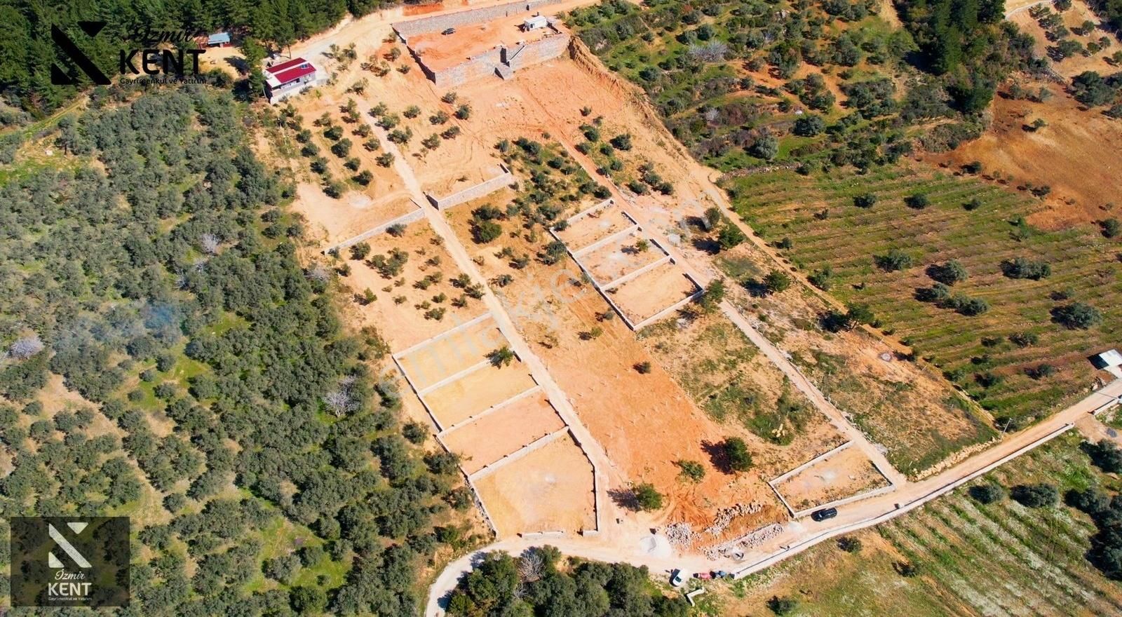 Kemalpaşa Vişneli Satılık 415 M2 Zeytin Bahçesi Elektrik Su Yol - Görsel 26