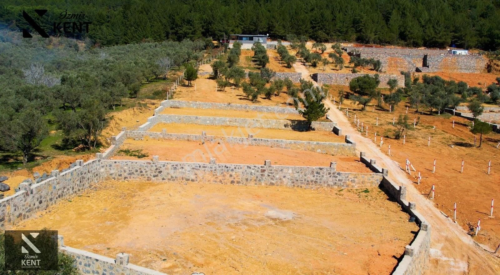 Kemalpaşa Vişneli Satılık 415 M2 Zeytin Bahçesi Elektrik Su Yol - Görsel 15