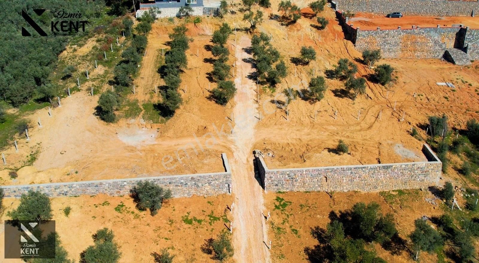 Kemalpaşa Vişneli Satılık 415 M2 Zeytin Bahçesi Elektrik Su Yol - Görsel 17