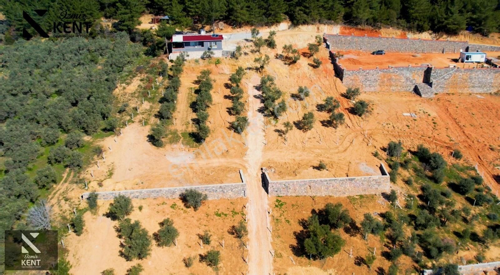 Kemalpaşa Vişneli Satılık 415 M2 Zeytin Bahçesi Elektrik Su Yol - Görsel 16