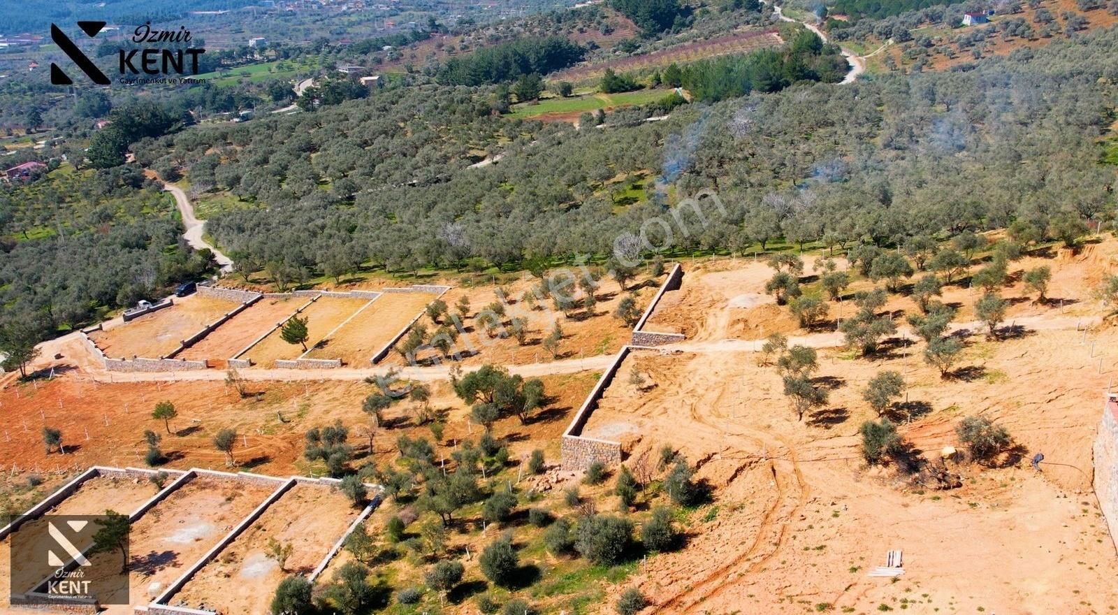 Kemalpaşa Vişneli Satılık 415 M2 Zeytin Bahçesi Elektrik Su Yol - Görsel 6