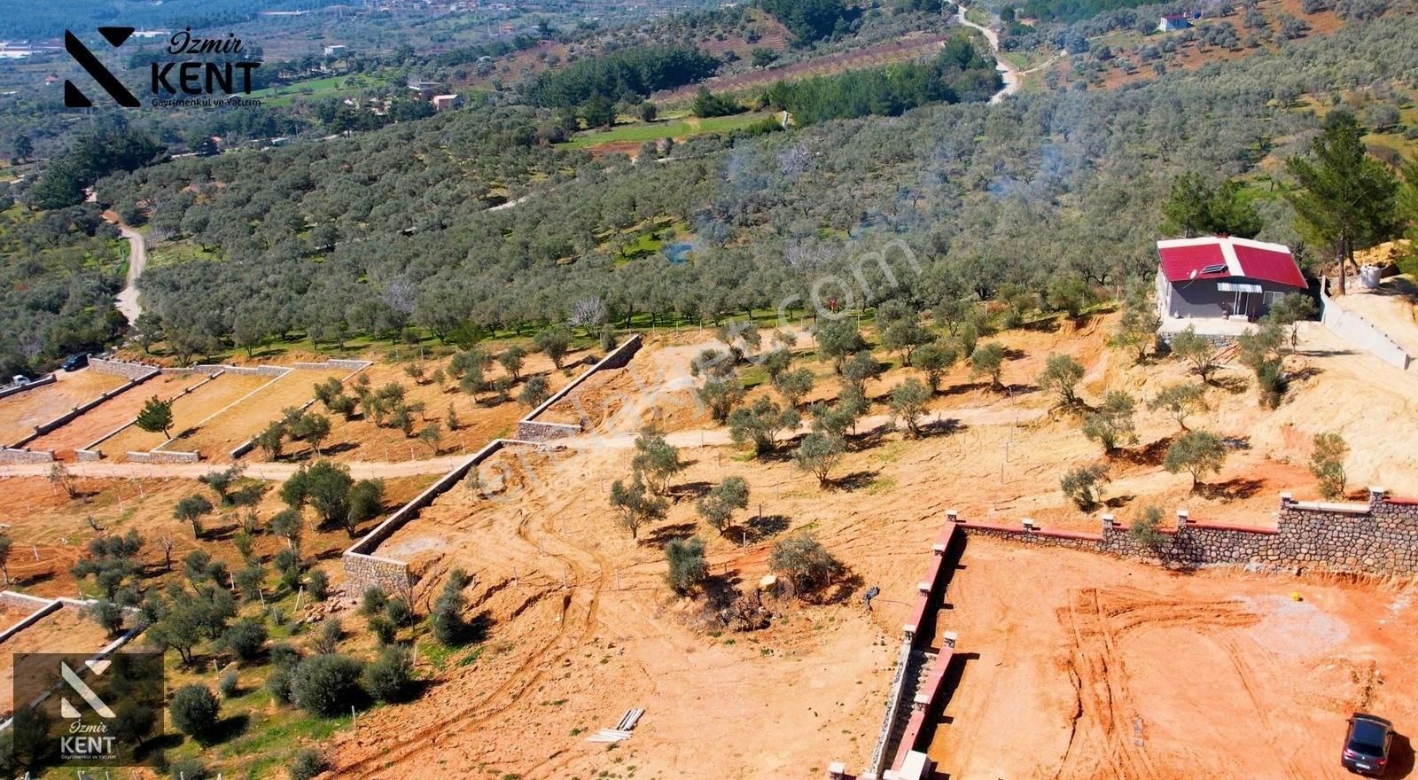 Kemalpaşa Vişneli Satılık 415 M2 Zeytin Bahçesi Elektrik Su Yol - Görsel 29