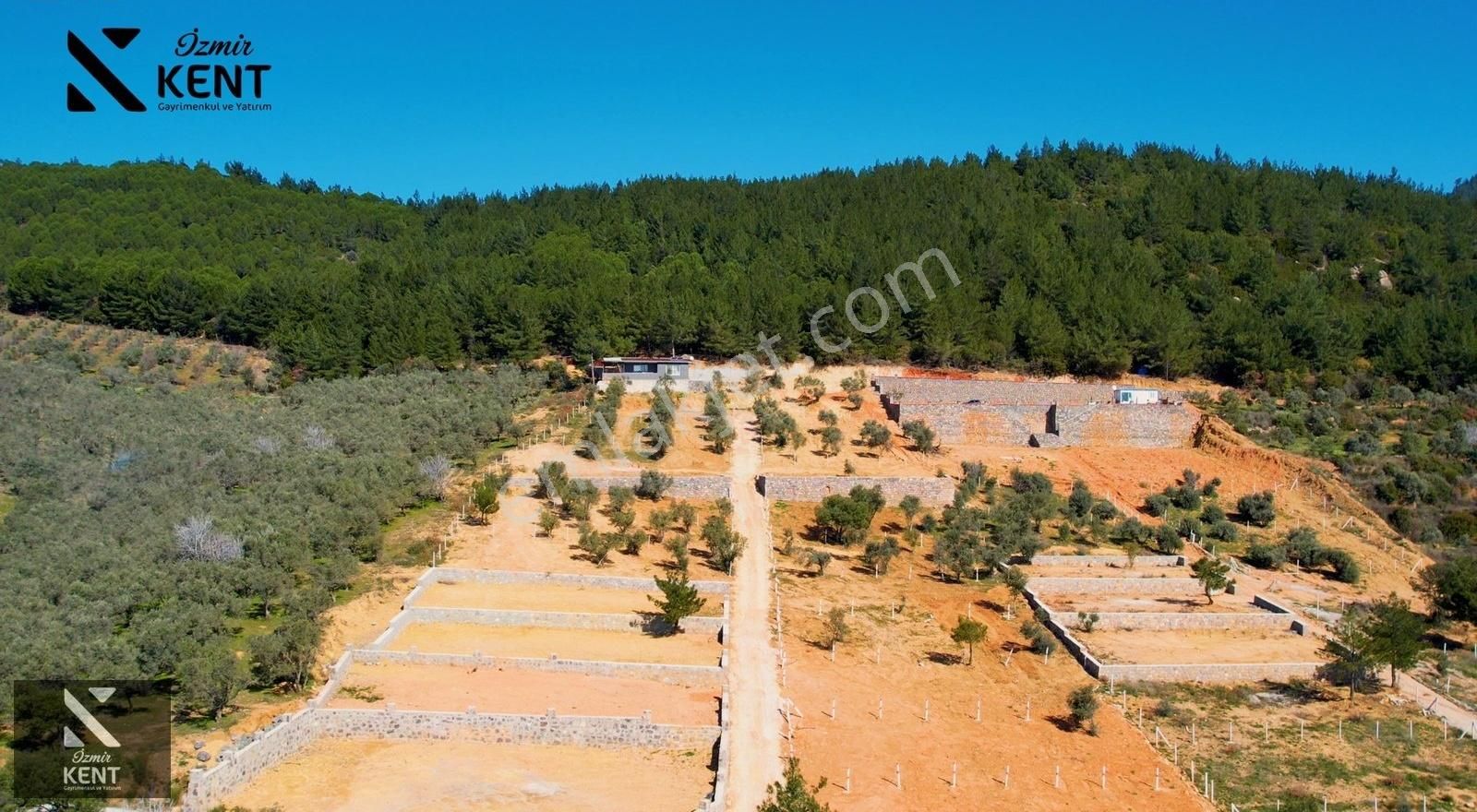 Kemalpaşa Vişneli Satılık 415 M2 Zeytin Bahçesi Elektrik Su Yol - Görsel 23