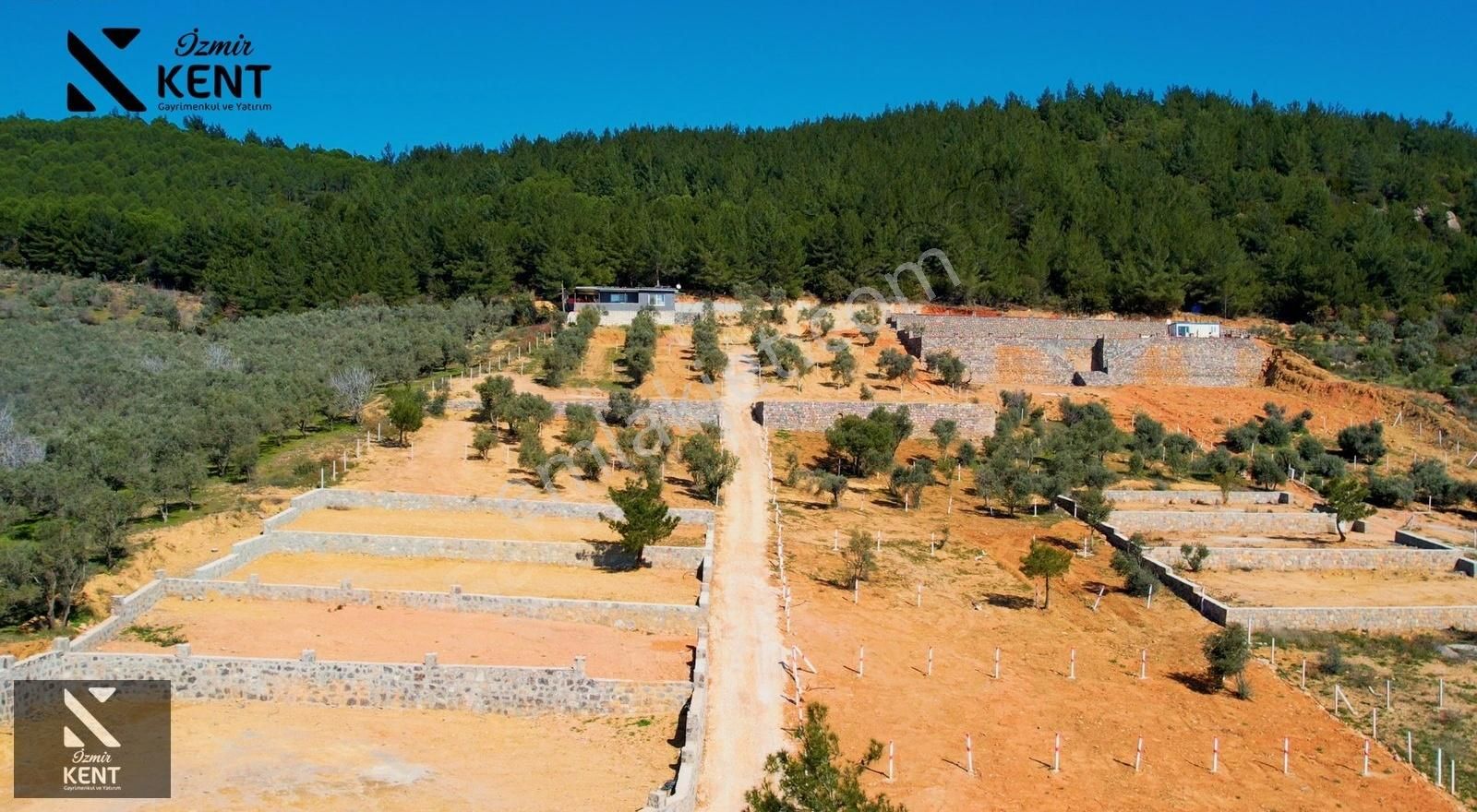 Kemalpaşa Vişneli Satılık 415 M2 Zeytin Bahçesi Elektrik Su Yol