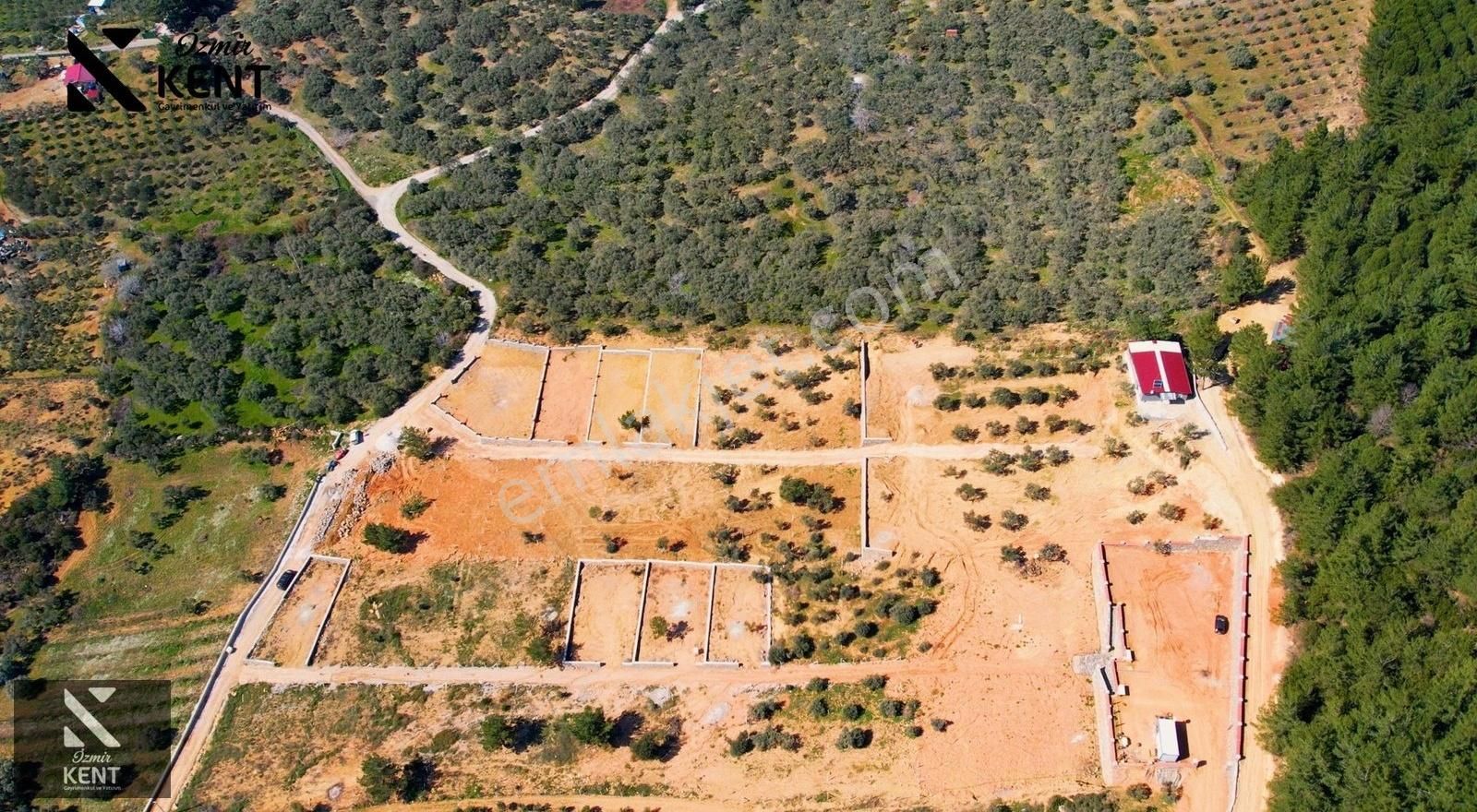 Kemalpaşa Vişneli Satılık 415 M2 Zeytin Bahçesi Elektrik Su Yol - Görsel 33
