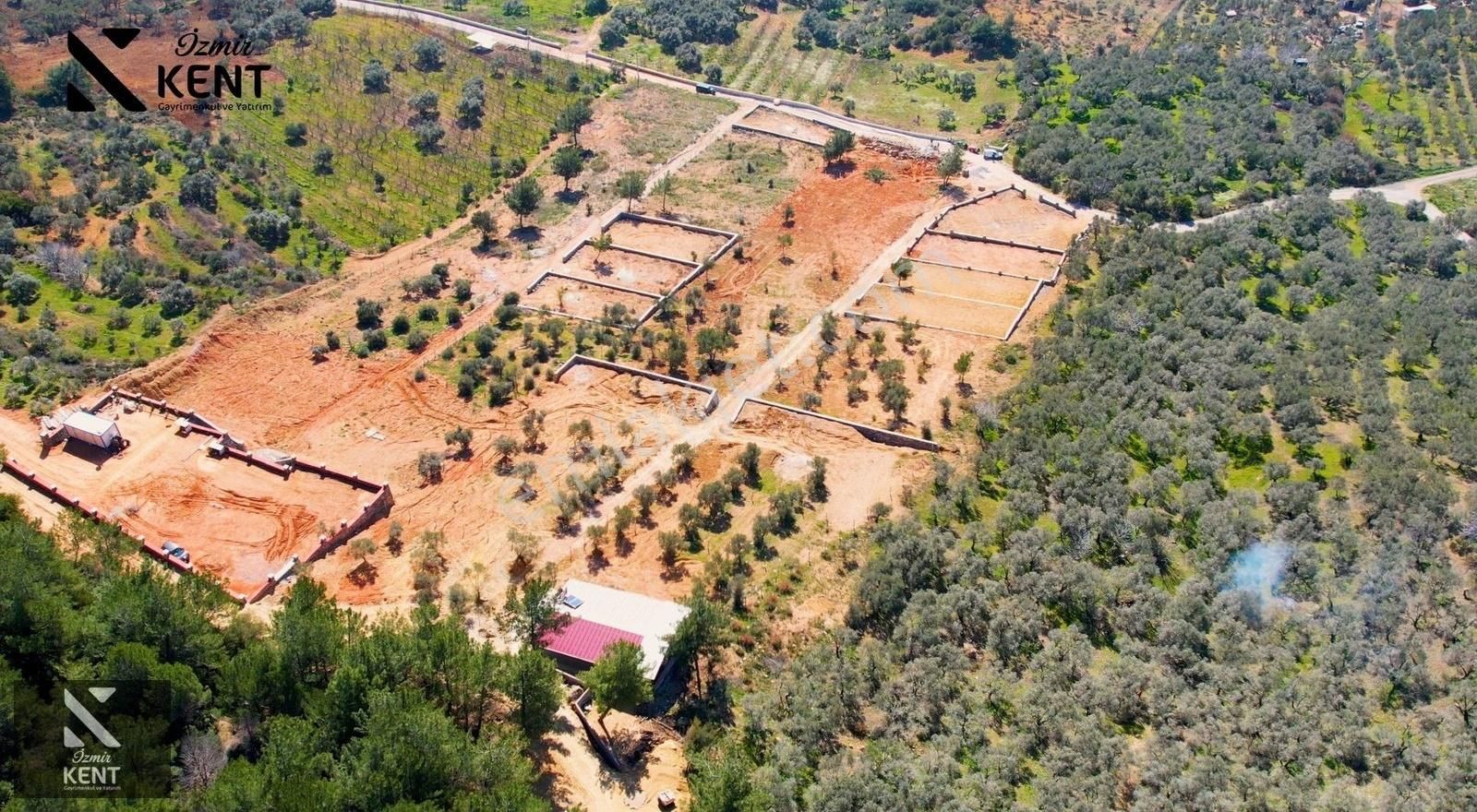 Kemalpaşa Vişneli Satılık 415 M2 Zeytin Bahçesi Elektrik Su Yol - Görsel 12
