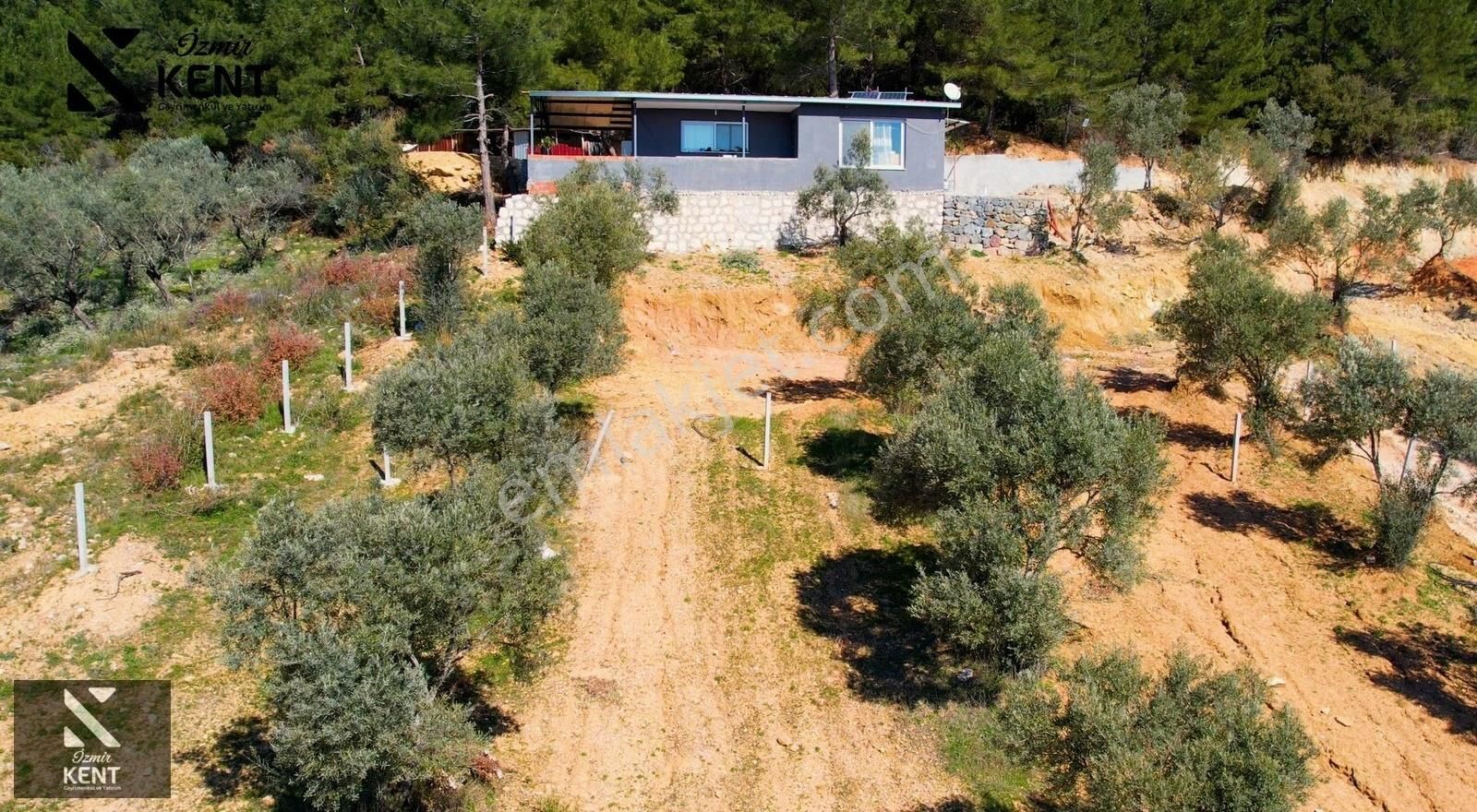 Kemalpaşa Vişneli Satılık 415 M2 Zeytin Bahçesi Elektrik Su Yol - Görsel 7