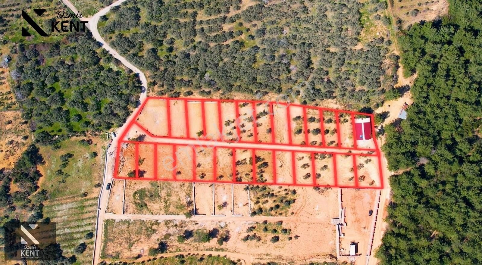 Kemalpaşa Vişneli Satılık 415 M2 Zeytin Bahçesi Elektrik Su Yol - Görsel 9