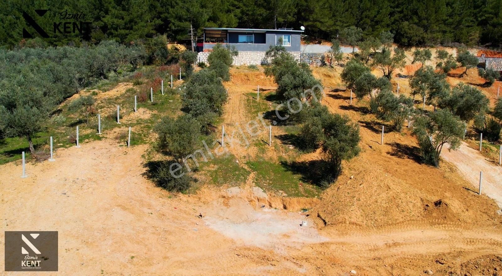 Kemalpaşa Vişneli Satılık 415 M2 Zeytin Bahçesi Elektrik Su Yol - Görsel 13