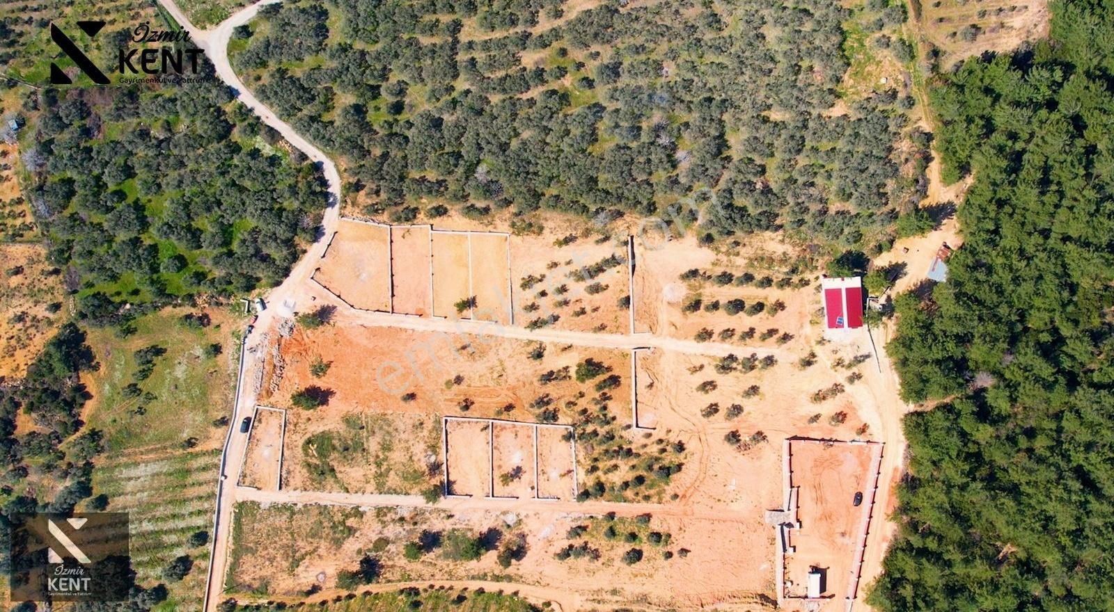 Kemalpaşa Vişneli Satılık 415 M2 Zeytin Bahçesi Elektrik Su Yol - Görsel 10