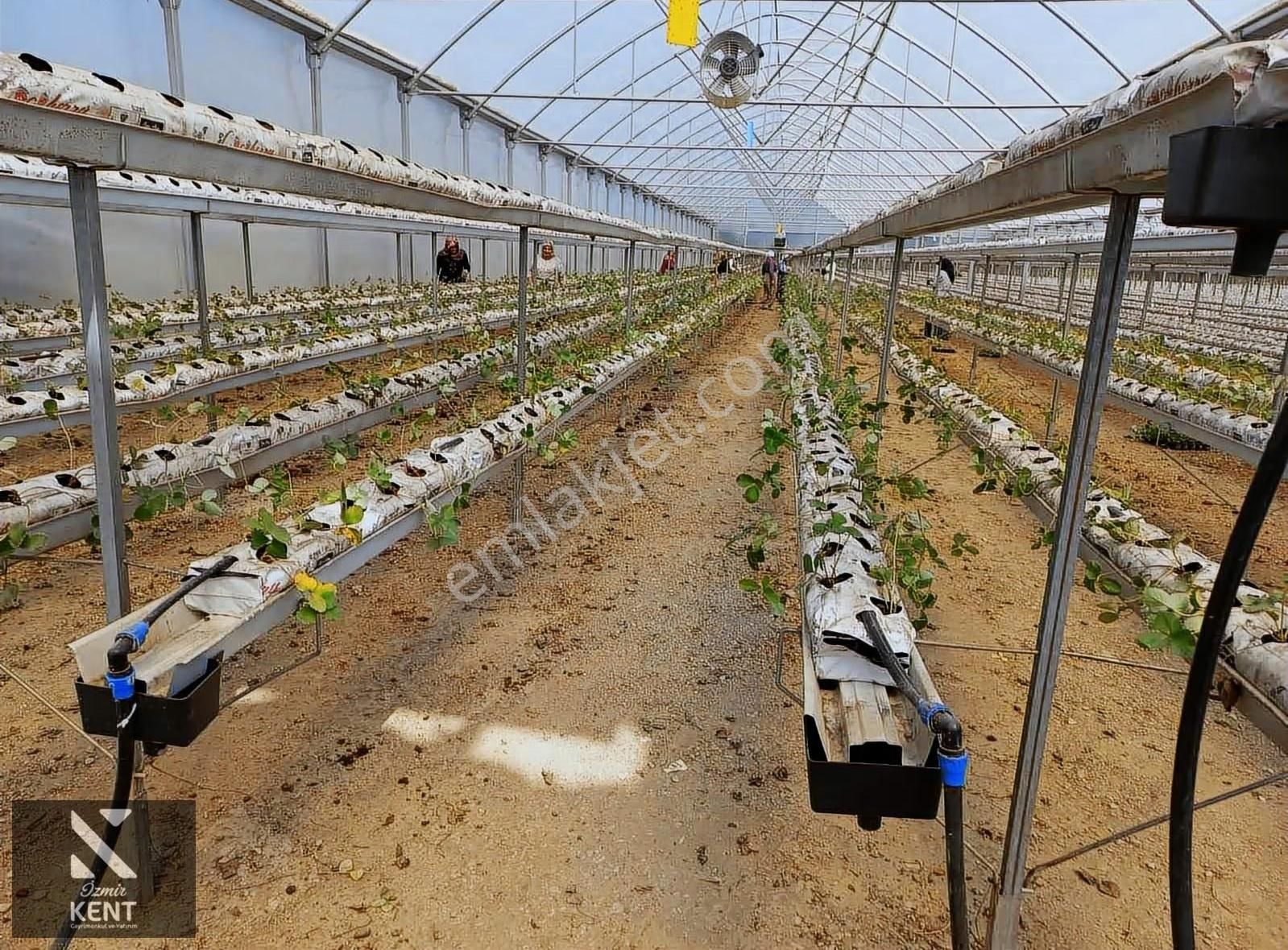 İzmir Kemalpaşa Satılık Sadece Çilek Serası 4000 M2 - Görsel 4