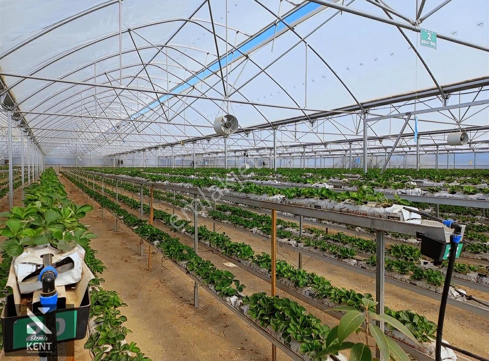 İzmir Kemalpaşa Satılık Sadece Çilek Serası 4000 M2