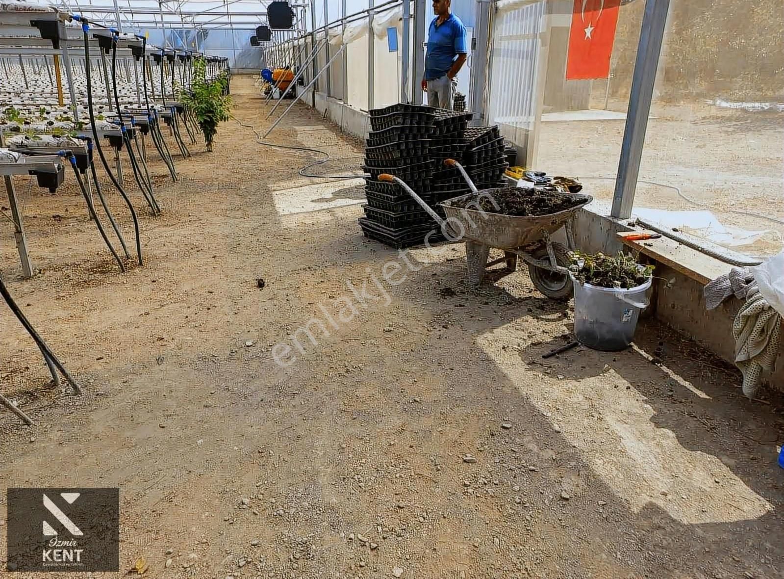İzmir Kemalpaşa Satılık Sadece Çilek Serası 4000 M2 - Görsel 5