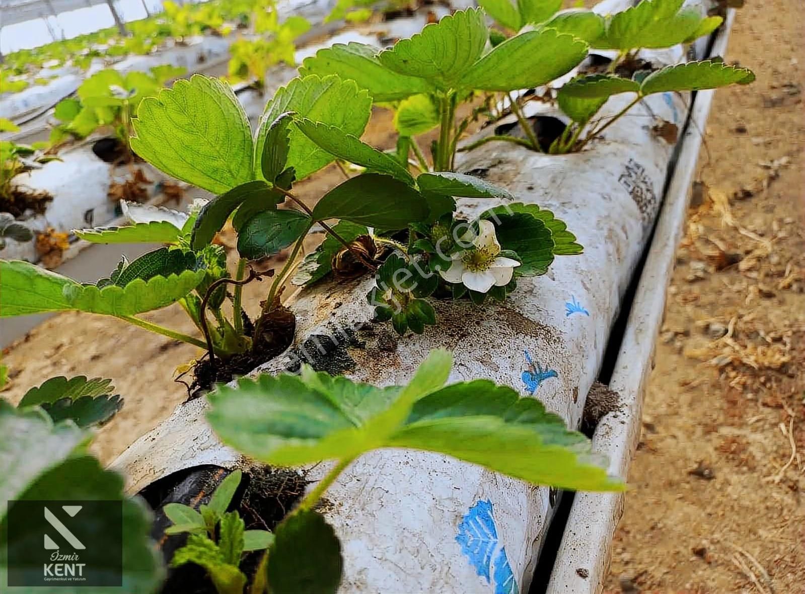 İzmir Kemalpaşa Satılık Sadece Çilek Serası 4000 M2 - Görsel 8