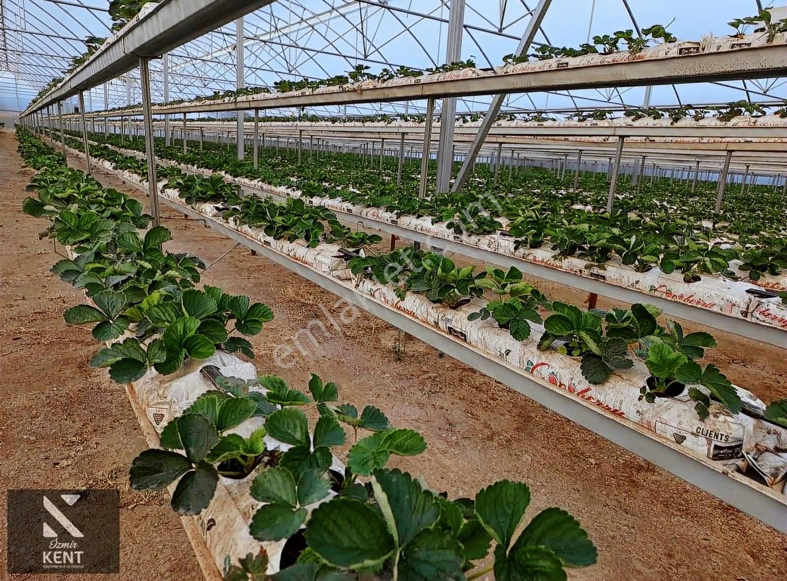 İzmir Kemalpaşa Satılık Sadece Çilek Serası 4000 M2 - Görsel 3