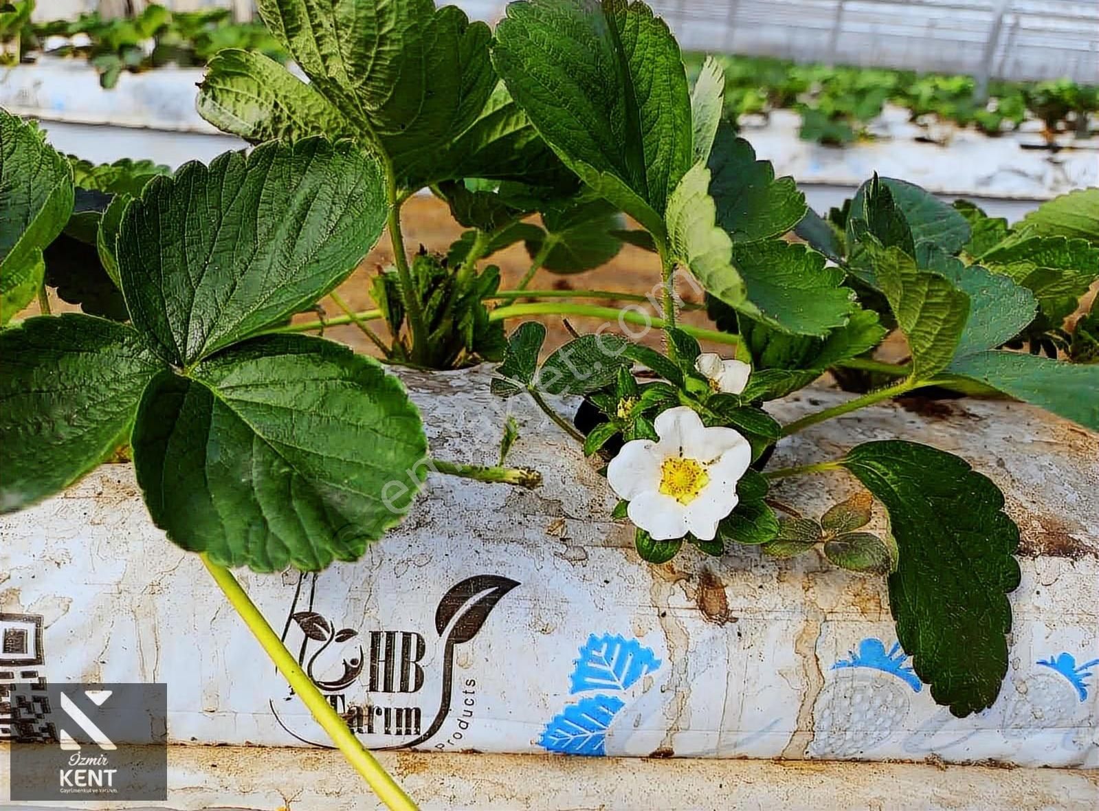 İzmir Kemalpaşa Satılık Sadece Çilek Serası 4000 M2 - Görsel 2