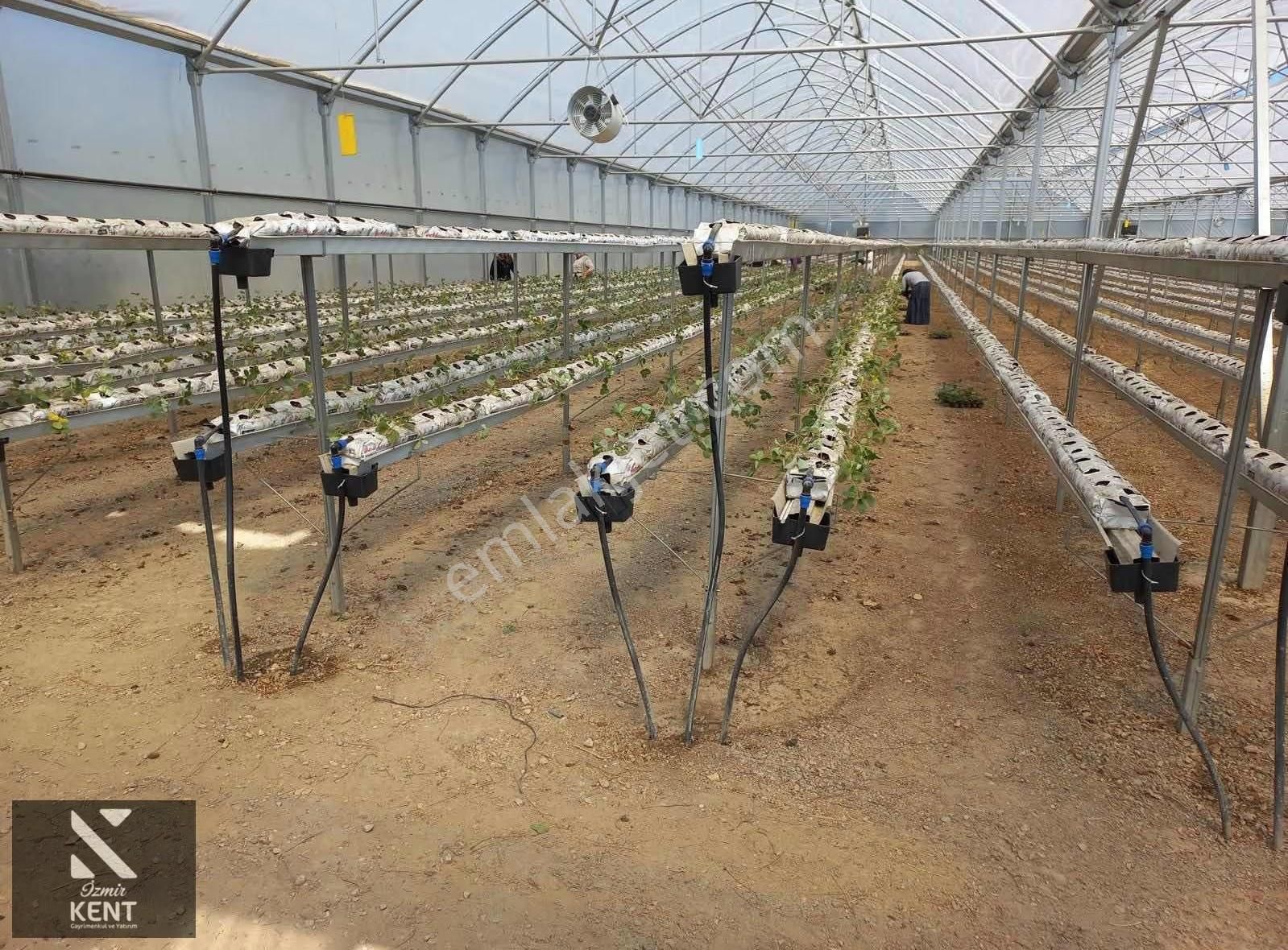 İzmir Kemalpaşa Satılık Sadece Çilek Serası 4000 M2 - Görsel 6