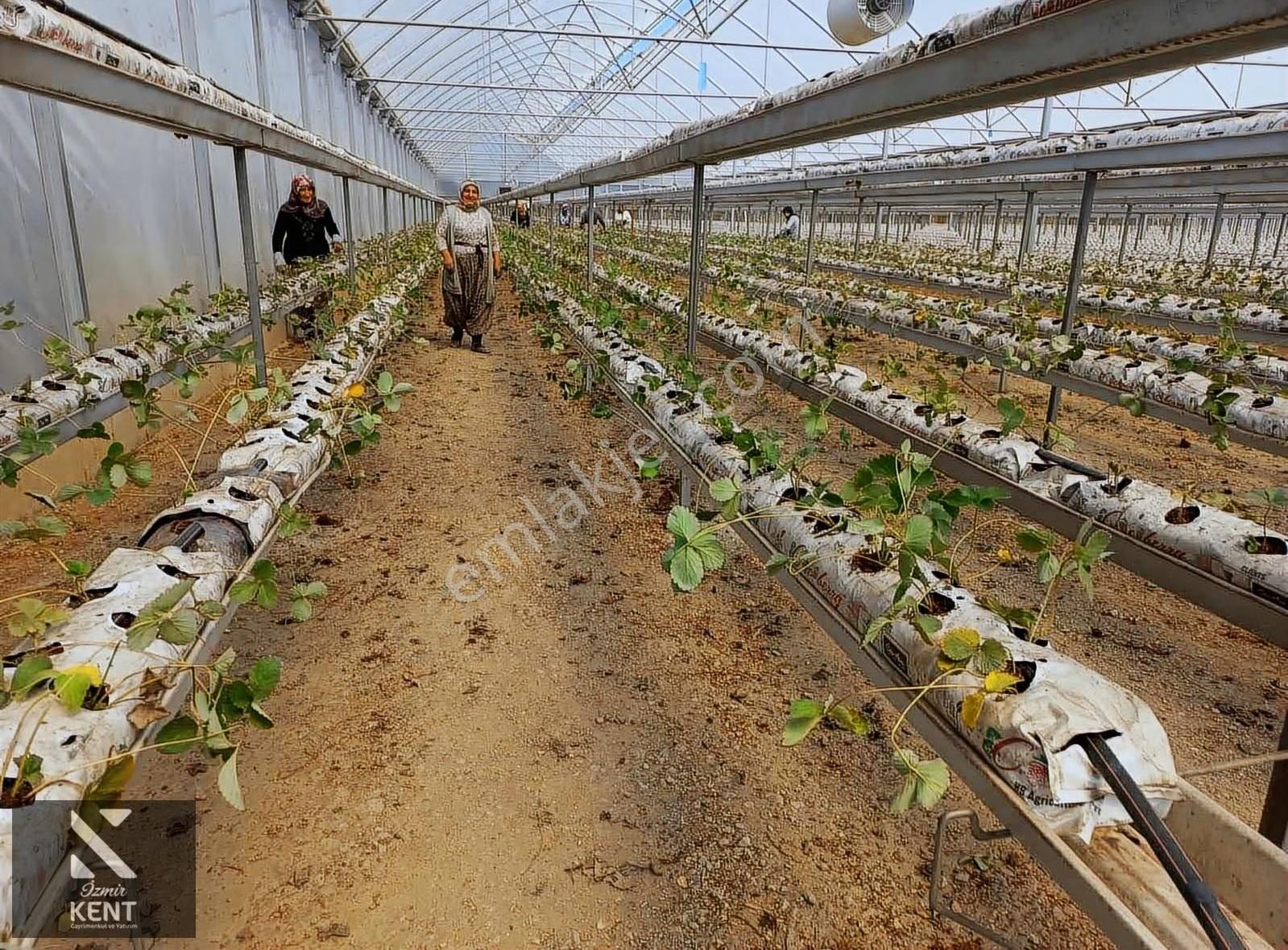 İzmir Kemalpaşa Satılık Sadece Çilek Serası 4000 M2 - Görsel 7