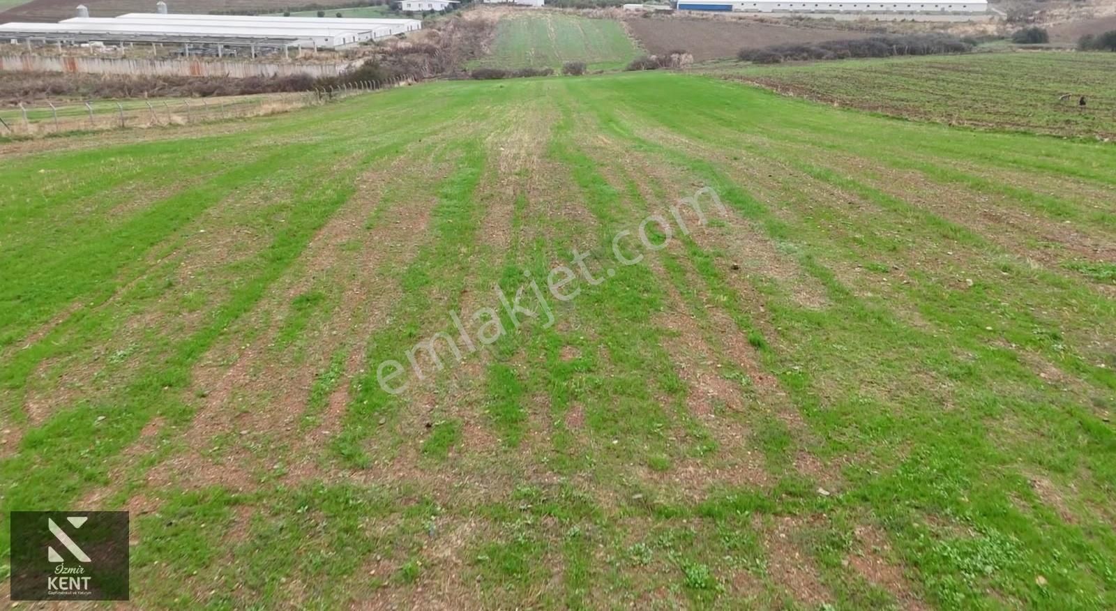 Kemalpaşa Halilbeyli 10.084m2 Arazi Sanayi Bölgesi - Görsel 4