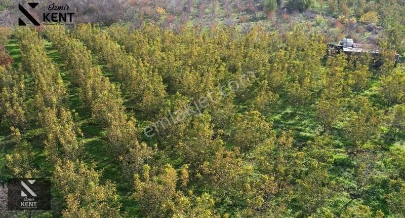 Kemalpaşa Ören Satılık 5630 M2 Bahçe Tek Tapu Elektrik Su Ev - Görsel 6