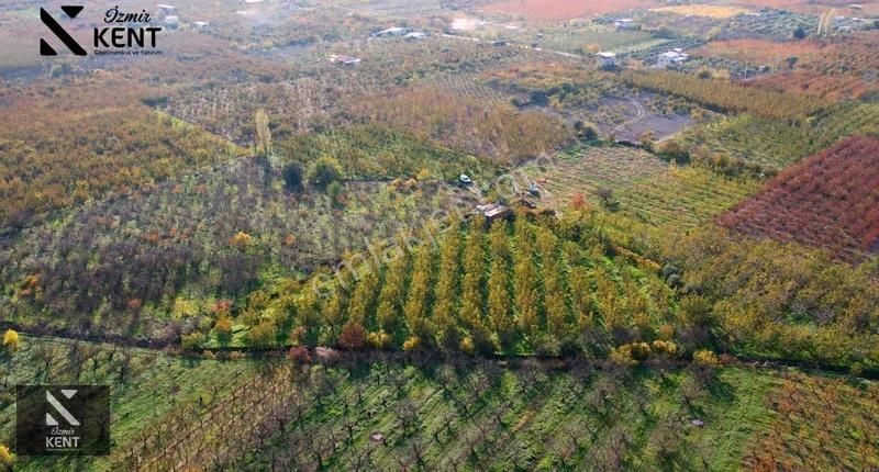 Kemalpaşa Ören Satılık 5630 M2 Bahçe Tek Tapu Elektrik Su Ev - Görsel 8