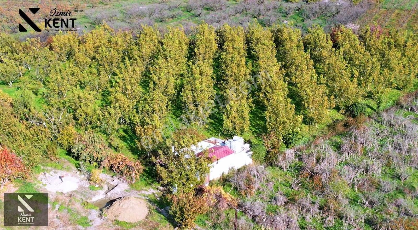 Kemalpaşa Ören Satılık 5630 M2 Bahçe Tek Tapu Elektrik Su Ev - Görsel 22