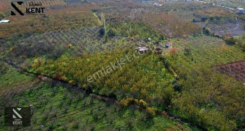 Kemalpaşa Ören Satılık 5630 M2 Bahçe Tek Tapu Elektrik Su Ev - Görsel 13