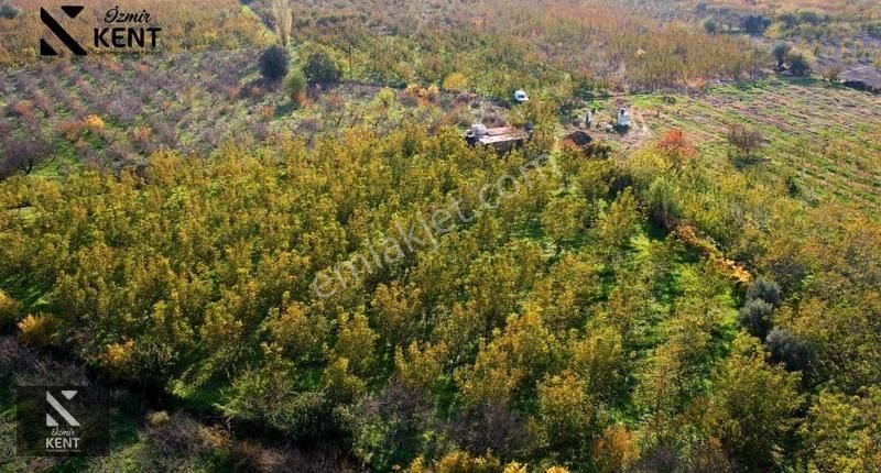Kemalpaşa Ören Satılık 5630 M2 Bahçe Tek Tapu Elektrik Su Ev - Görsel 17