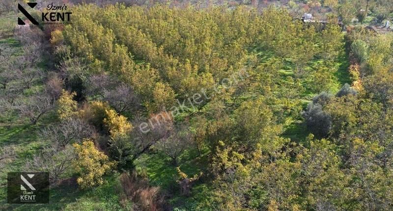 Kemalpaşa Ören Satılık 5630 M2 Bahçe Tek Tapu Elektrik Su Ev - Görsel 16