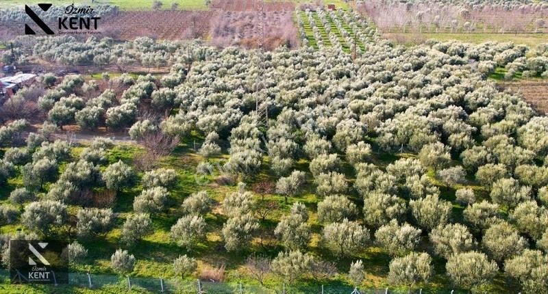 Kemalpaşa Armutlu 85. Yıl 4.203 M2 Satılık Bahçe - Görsel 7