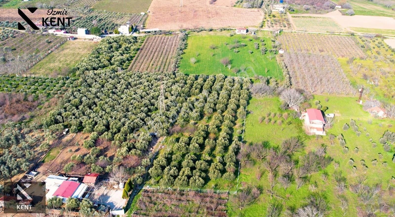 Kemalpaşa Armutlu 85. Yıl 4.203 M2 Satılık Bahçe - Görsel 14