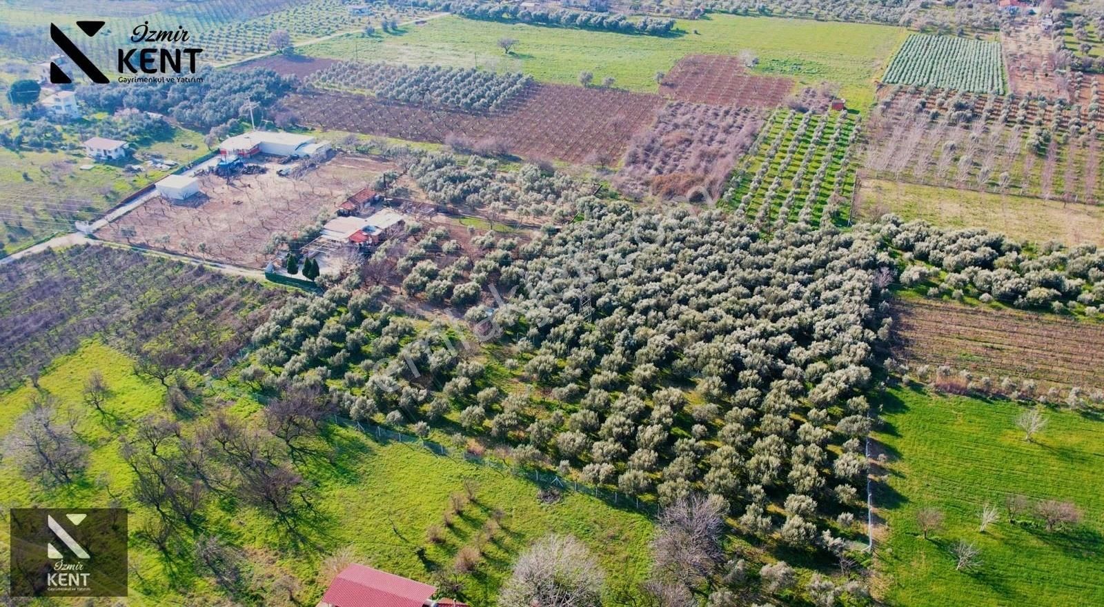Kemalpaşa Armutlu 85. Yıl 4.203 M2 Satılık Bahçe - Görsel 15