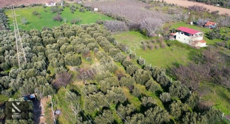 Kemalpaşa Armutlu 85. Yıl 4.203 M2 Satılık Bahçe - Görsel 4